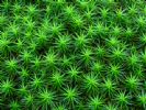 Polytrichum Commune P. E. (Sales6 At Lgberry Dot Com Dot Cn)	